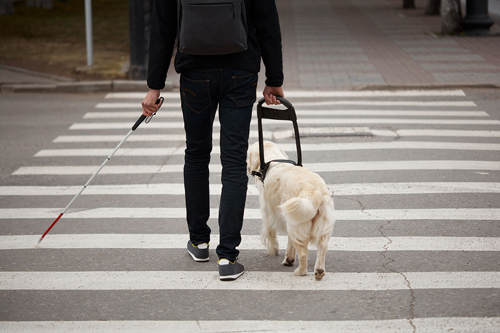 Persoon met witte hond en blindegeleidestok op zebrapad.